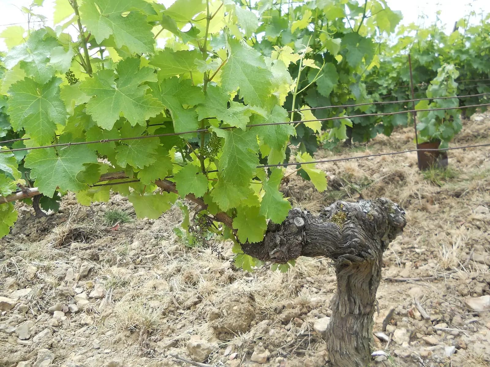 Ceps, souches ou sarments : quel bois de vigne pour le barbecue ?