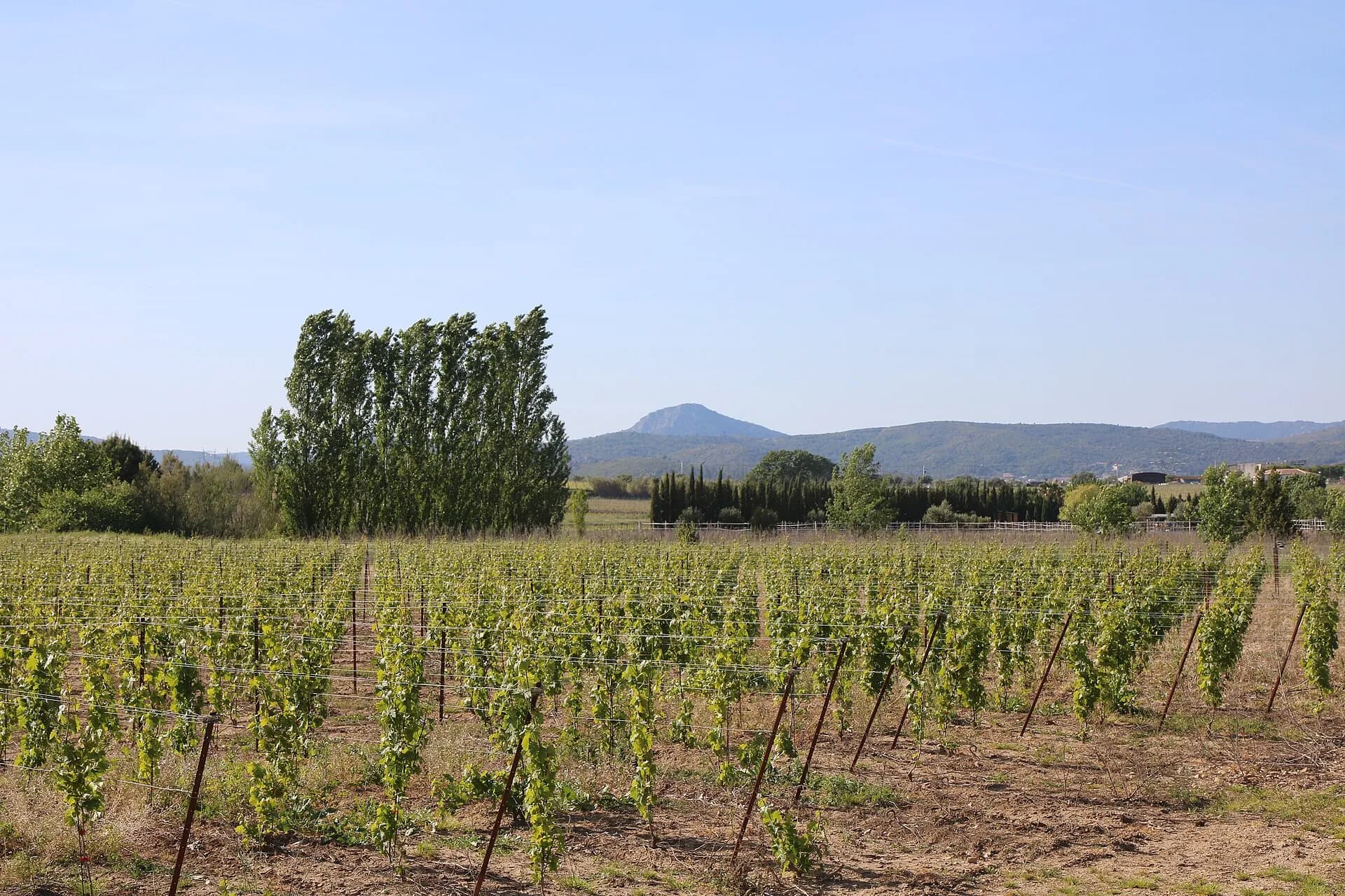 The Pézenas vineyards, here in Adissan facing the Pic de Vissou.