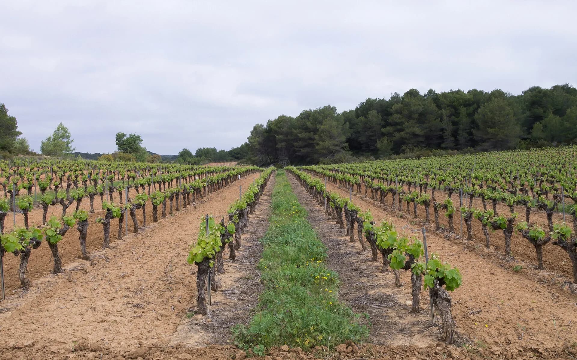 Goblet-trained vines in Castelnau-de-Guers, near Pézenas: these are the ceps we collect when vines are pulled up.