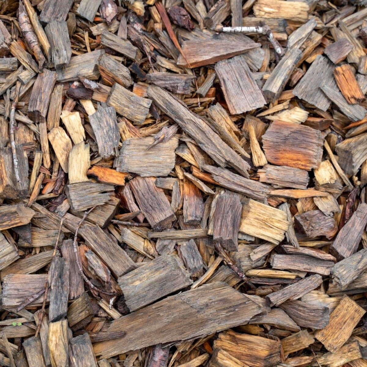 Bois de vigne pour fumage